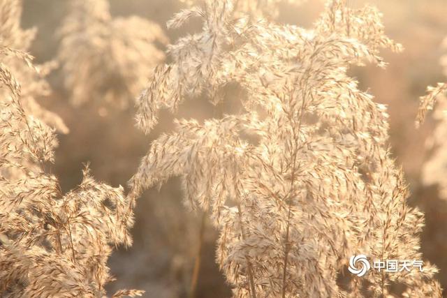 冬日限定美景上线 芦花如雪醉晨光