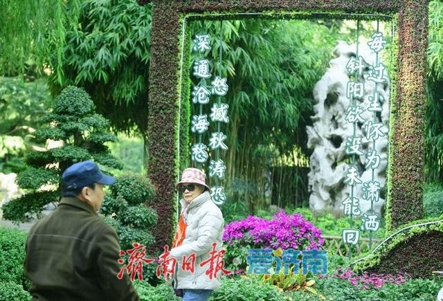 一年四季 泉在济南丨泉水与菊香为伴！趵突泉菊展静待绽放