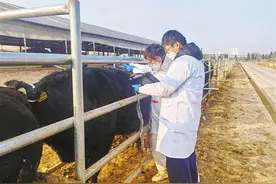 一头牛的“数智”生活图片