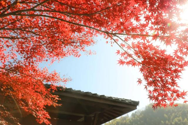 余杭初冬藏不住！这些秘境绝美~