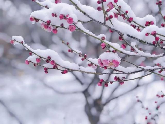 宜兴一下雪，就美成了阳羡！