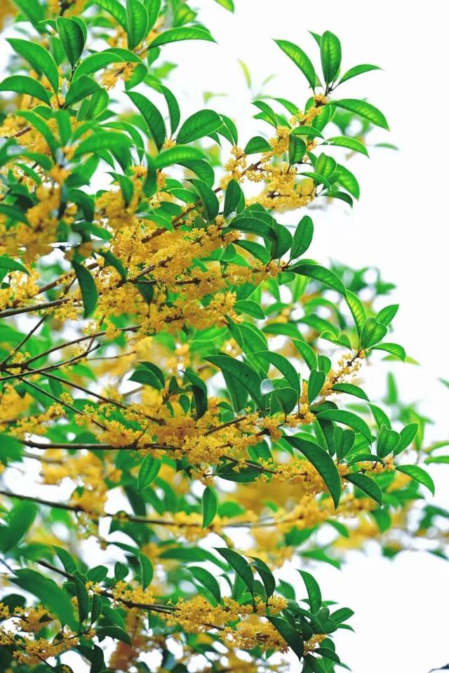 这是一条有味道的推送眼下的南宁 “桂” 气冲天，这泼天的“馥桂” 真香