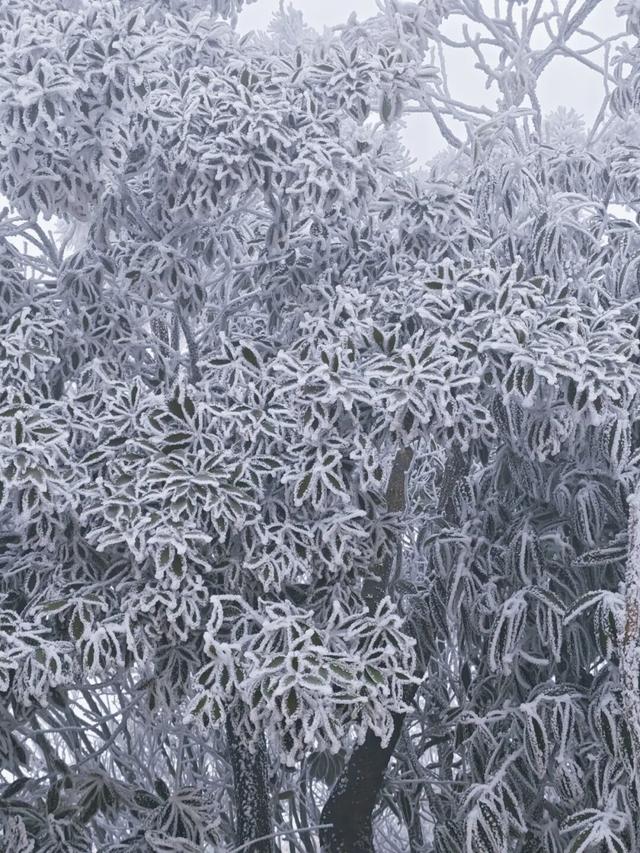 桂林永福惊现“玉树琼花”！雾凇限定美景，藏着冬日最治愈的魔法