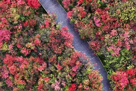五一“湘”去哪儿⑦｜不二“花”选，五一赏花就去这几个地方看杜鹃图片