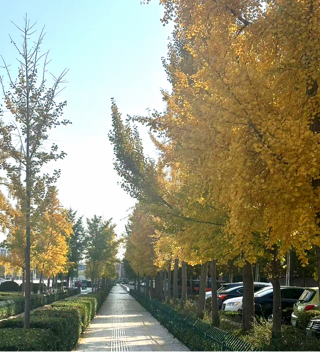 秋意渐浓，五彩斑斓朐城等你来打卡！