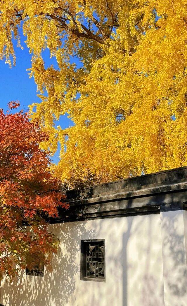 秋日露台主义正当时，看一场夕阳落进梧桐海