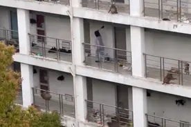 野猴成群闯入苏州一高校女生宿舍，校方：已驱赶，猕猴来自附近公园，无人受伤图片