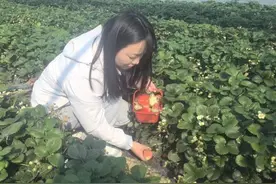 五河县浍南镇：小草莓铺就甜蜜“致富路”图片