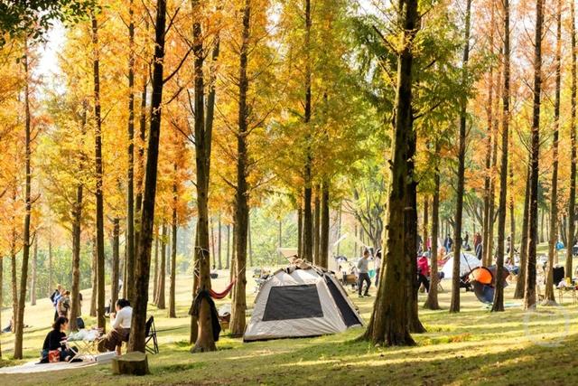 杉林映冬阳 露营拾光暖