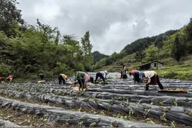 高山孕育新希望！德江县青龙村高山荒地复耕记图片