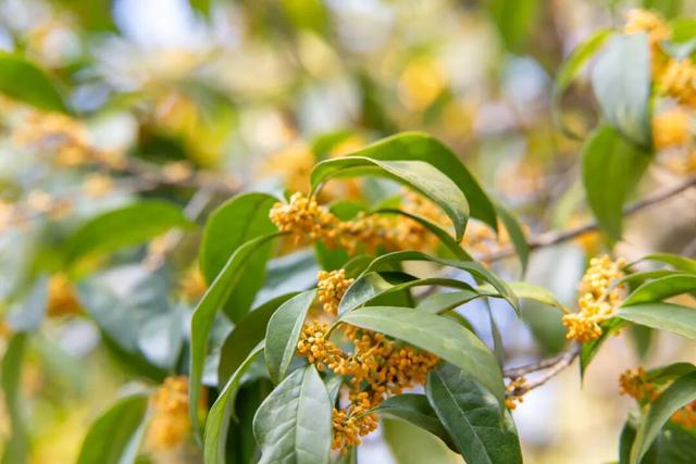 七星景区迎金秋