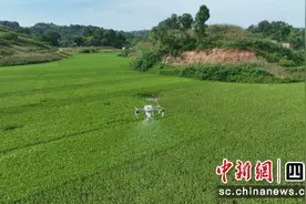 泸州纳溪：全力夯实粮食秋收根基图片