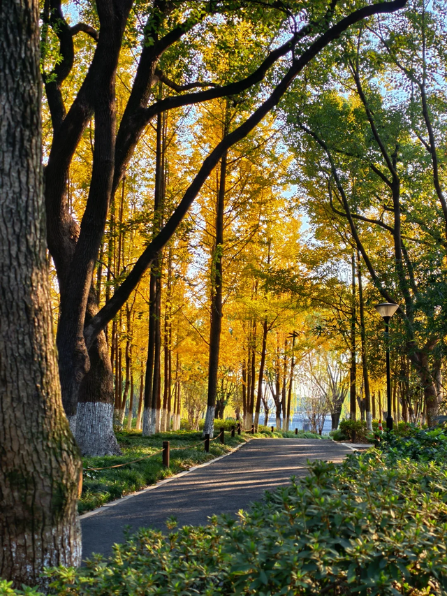 咔嚓~接下来的南湖，金灿灿！