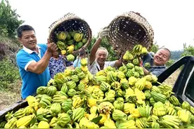 潼南：1.2万亩佛手迎丰收 助力村民增收图片