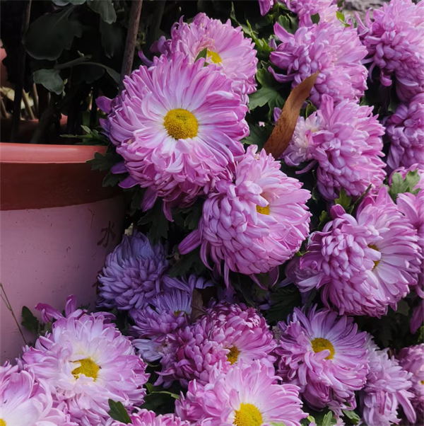 赴响鼓岭菊约：赏姿、悟韵、品香的治愈之旅