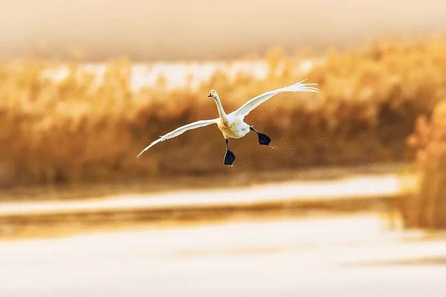 为什么是河南？