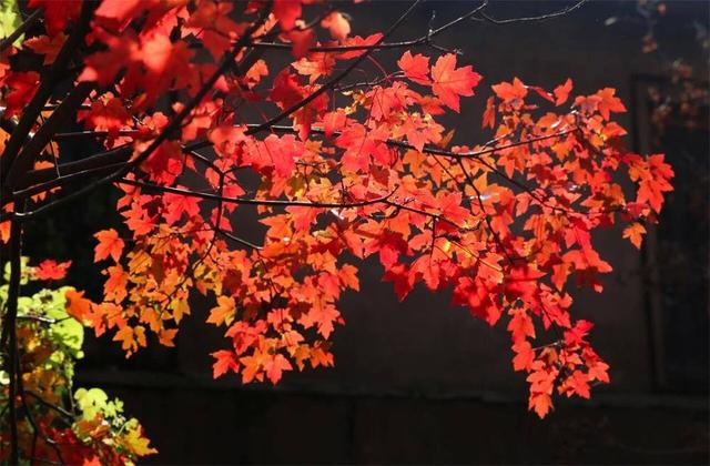 威海人秋日必冲！红枫织锦、马褂木染金，两处“隐藏款”林地拍照超出片