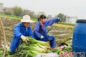 玉林玉州区时令春菜抢“鲜”上市 产销两旺促农增收图片