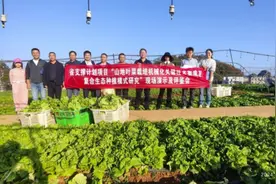 贵州山地叶菜栽培机械化生产节省人力图片