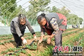 襄阳市樊城区干群同心奏响乡村振兴最强音图片
