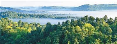 伊春红松林（行天下）