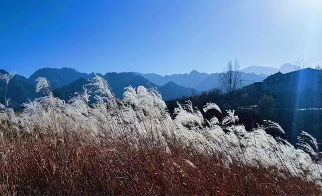 绒白胜雪！西安的芦苇仙境，氛围感拉满