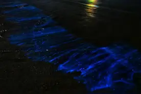 繁星洒落！福建平潭迎来“蓝眼泪”奇观图片