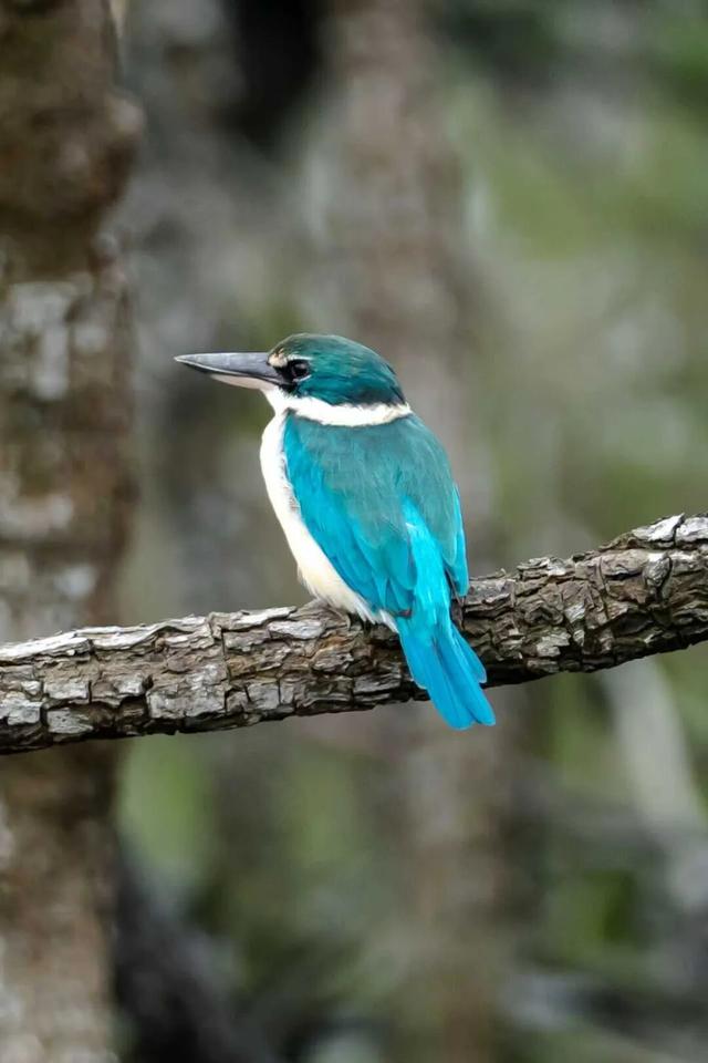 美兰观鸟 | 白领翡翠仍在北港岛，状态绝佳～