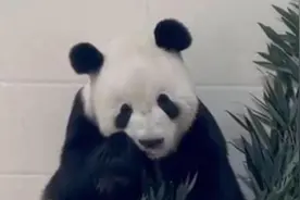 视频丨大熊猫“美香”一家回国后隔离检疫的日常视频来啦！图片