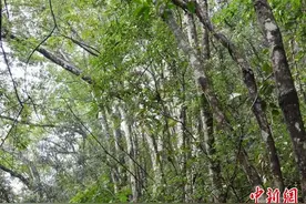 广西首次发现大面积珍稀濒危植物贵州山核桃群落图片