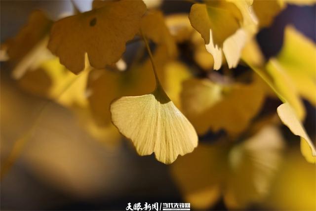 金色银杏与车流共舞,贵阳文昌南路上的“限定冬景”