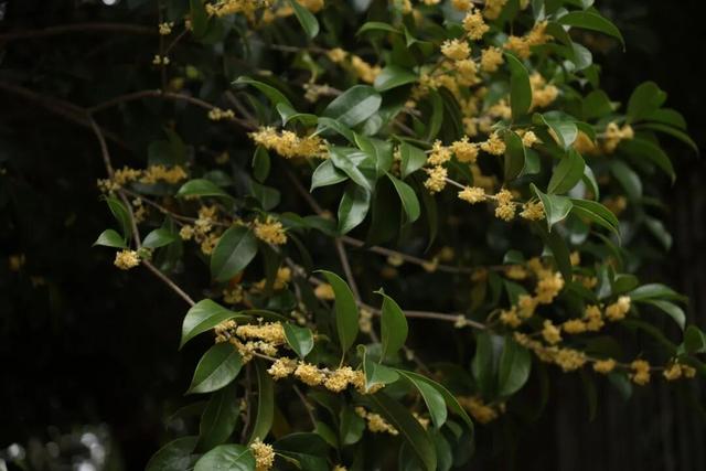 点 击 ↑ 看莲都的秋天