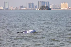 中华白海豚现身福建厦门海域，总台记者现场见证！图片