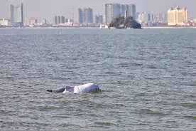 中华白海豚现身福建厦门海域，总台记者现场见证！图片