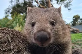 澳大利亚塔斯马尼亚州招“零工”：管吃管住还能陪袋熊散步图片