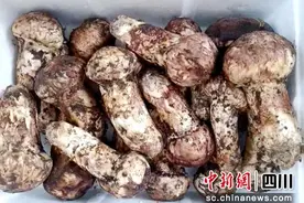 2024雅江松茸开市暨松茸电商直播季启动图片