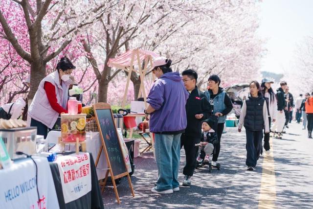 青岛藏马山解锁春日新玩法：樱花遇上体育，文旅融合点燃乡村活力