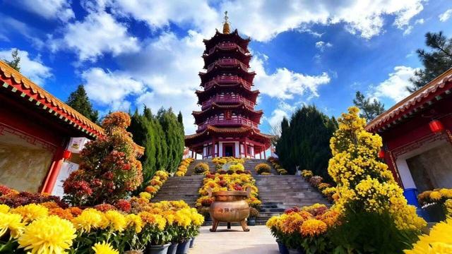 十一，烟台看塔山“菊世无双”