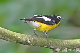 夏候鸟白眉姬鹟现身宜昌图片