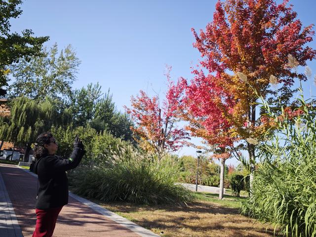 一幅流动的艺术画卷！国际雕塑公园彩叶飘
