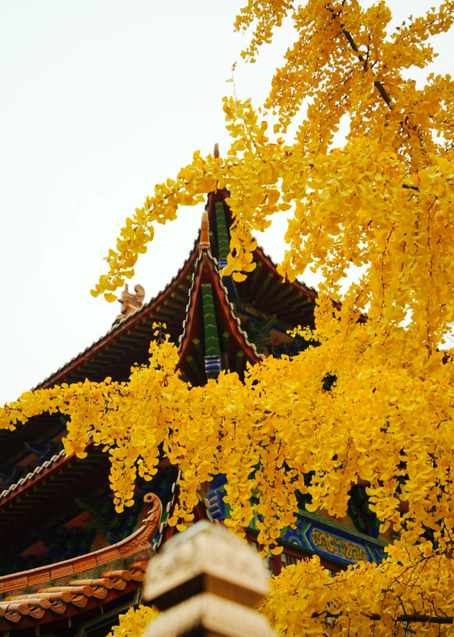 荆州：当沙市的风吹黄第一片银杏​