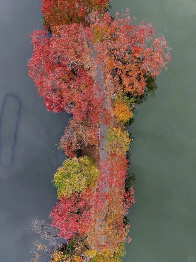 南京这里，美到刷屏了！