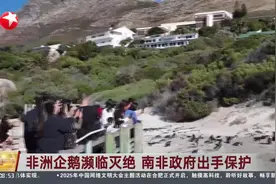 非洲企鹅濒临灭绝 南非政府出手保护