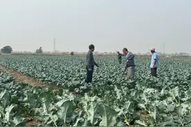 盐城滨海滨海港镇：规模种植蔬菜  蹚开致富大道图片