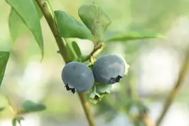 德化：小小蓝莓果 托起致富梦图片