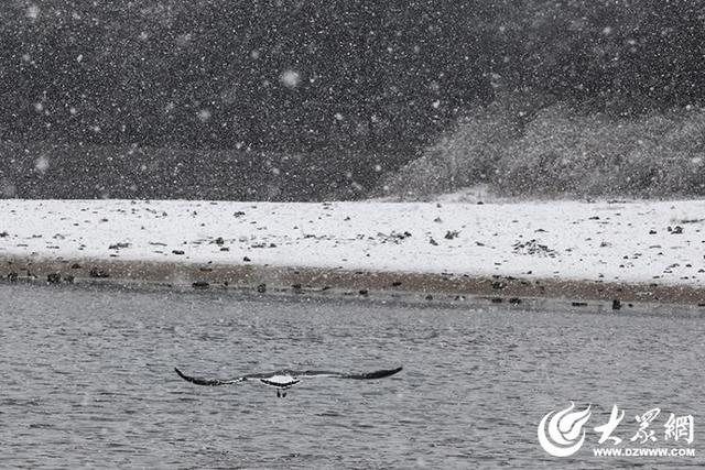 四季予你｜烟台：雪舞海畔，海鸥争涛