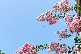 读城记·德州｜德州风情录图片