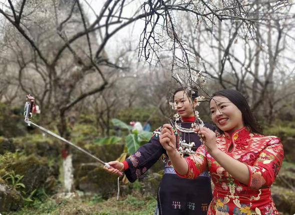 贵州冬韵：梅香入骨，花海先春