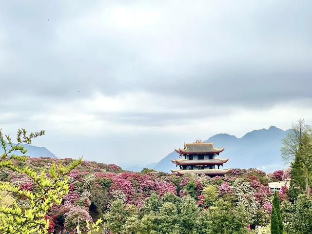 少年派周刊·封面故事 | 游杜鹃王国