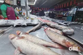 馋了一年的“开凌梭”来喽！立春后青岛首批“开凌梭”上岸，售价每斤20元左右图片